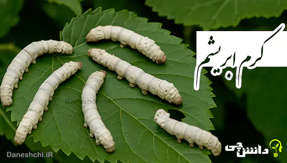 تحقیق درباره کرم ابریشم
