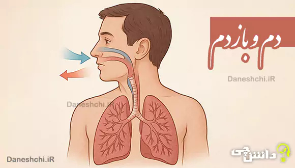 تحقیق درمورد دم و بازدم (تنفس)