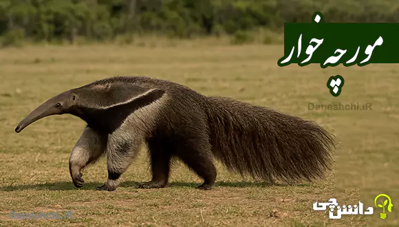 تحقیق درمورد مورچه‌خوار بزرگترین حشره خوار