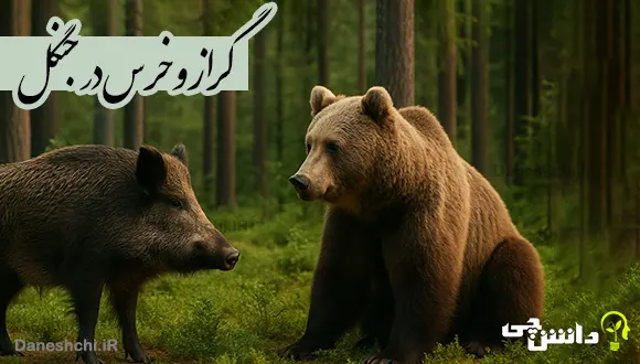 تحقیق گراز و خرس در جنگل ، اهمیت و فواید وجود آنها