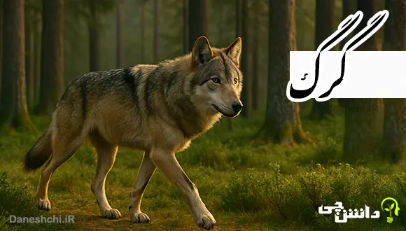 تحقیق در مورد گرگ ، یکی از جانوران شکارچی