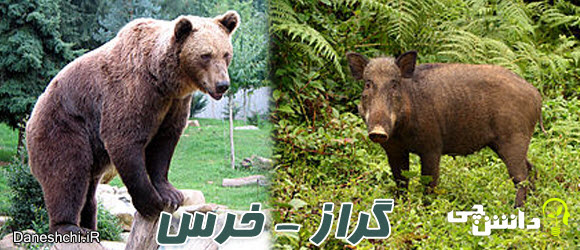 اهمیت گراز و خرس در جنگل