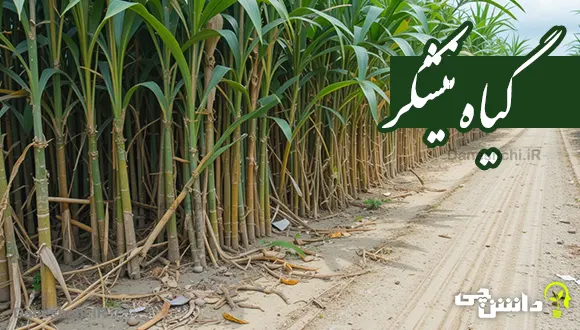 تحقیق مختصر درمورد گیاه نیشکر