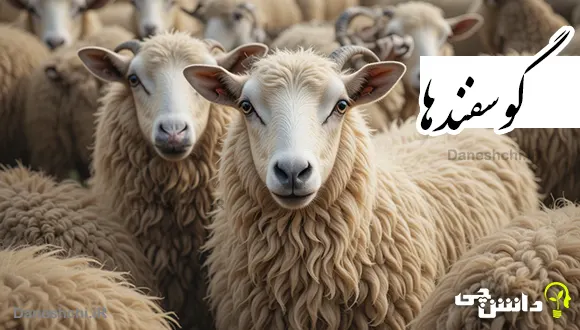 تحقیق درباره زندگی گوسفندها | نژاد، گوشت و پشم آنها