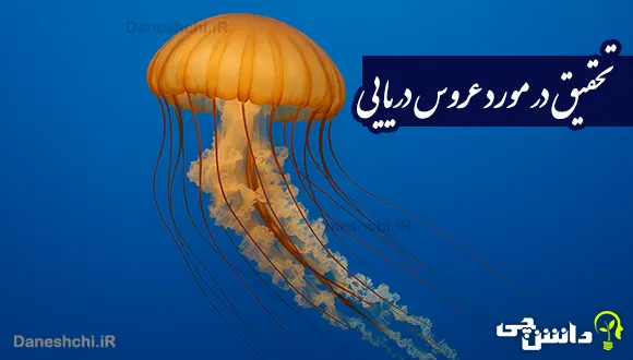 تحقیق درباره زندگی عروس دریایی