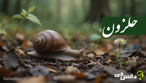 تحقیق درباره زندگی حلزون ها (لیسک) و اصول نگهداری آن ها در منزل