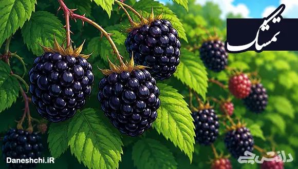 تحقیق در مورد میوه تمشک، خواص و طبع آن