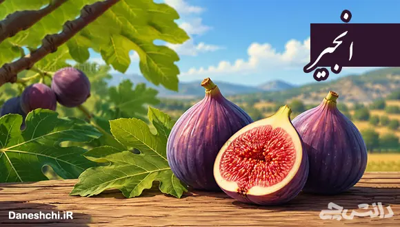 تحقیق در مورد میوه انجیر، خواص و طبع آن