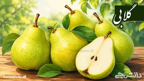 تحقیق در مورد میوه گلابی، خواص و طبع آن