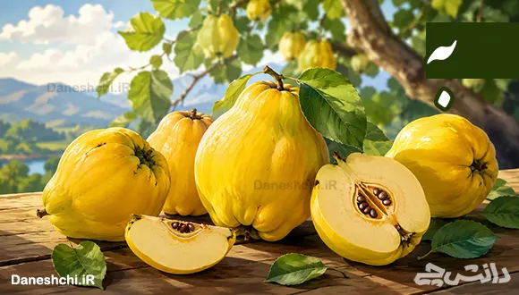 تحقیق در مورد میوه به، خواص و طبع آن