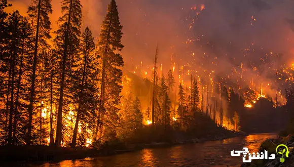 تحقیق در مورد آتش سوزی جنگل 
