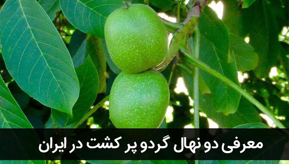 معرفی دو نهال گردو پر کشت در ایران