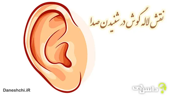 تحقیق در مورد نقش لاله گوش در شنیدن صدا