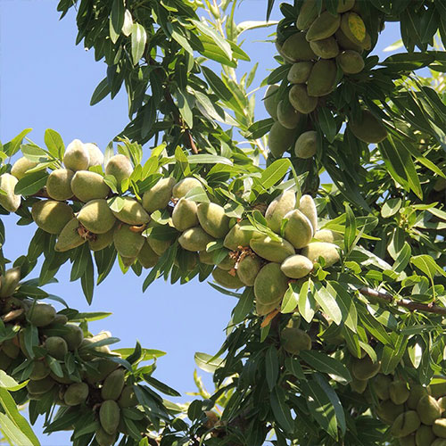 بررسی اقلیم شهرستان سنندج برای احداث باغات میوه