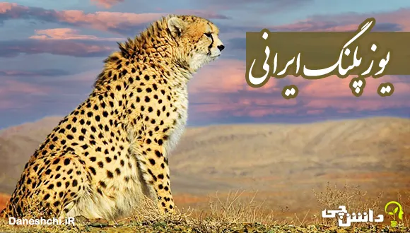 تحقیق درباره یوزپلنگ ایرانی