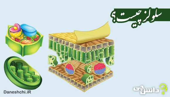 سلولز چیست و فواید آن بر بدن انسان