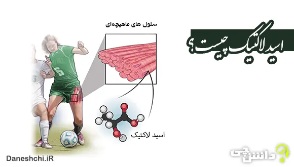 تحقیق در مورد اسید لاکتیک و نقش آن در بدن