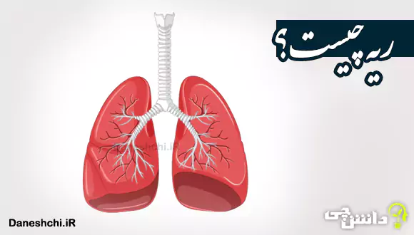 ریه چیست و کجای بدن قرار دارد؟