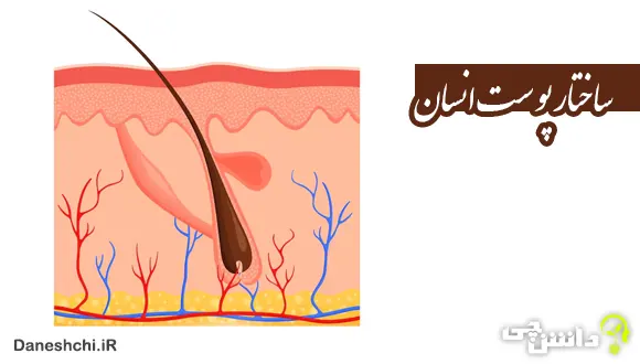 تحقیق در مورد پوست انسان