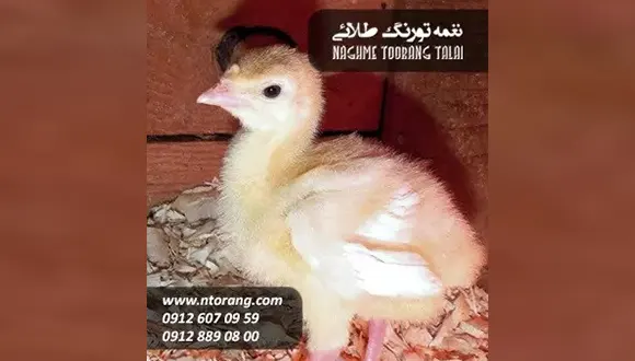  خوراک و دان در پرورش جوجه های یک روزه گوشتی