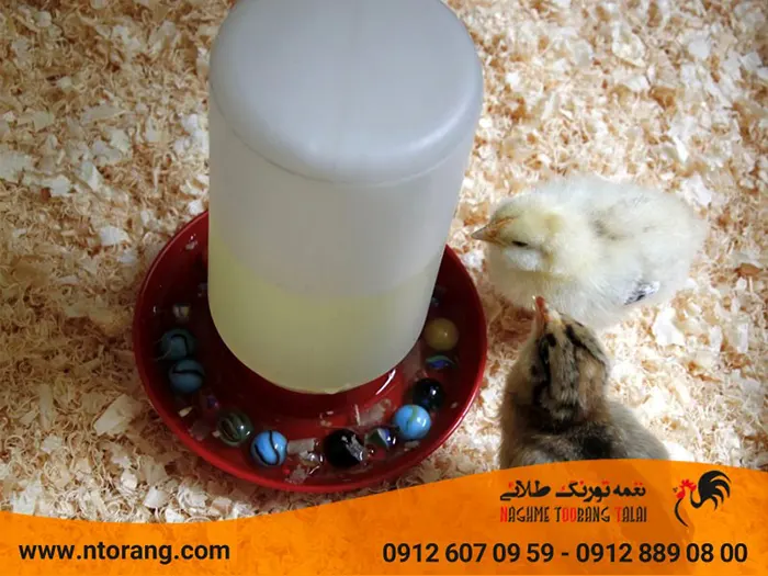 تشخیص سن بلدرچین