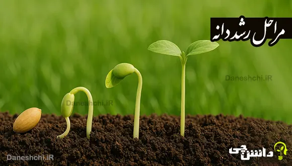 مراحل رشد دانه را توضیح دهید