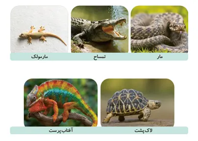 جواب فعالیت صفحه 118 علوم سوم