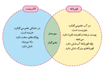 جواب فعالیت صفحه 124 علوم سوم