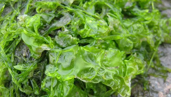 جلبک دریایی و خواص آن برای پوست: راهی طبیعی برای زیبایی
