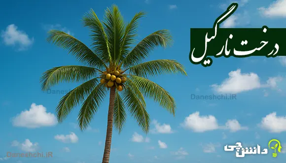 تحقیق در مورد درخت نارگیل