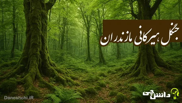 جنگل هیرکانی مازندران کجاست؟ قدمت و تاریخچه آن