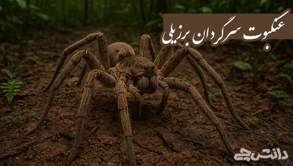 تحقیق در مورد زندگی عنکبوت سرگردان برزیلی