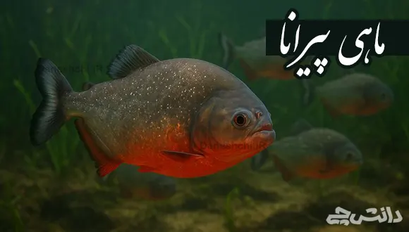 تحقیق در مورد زندگی ماهی پیرانا