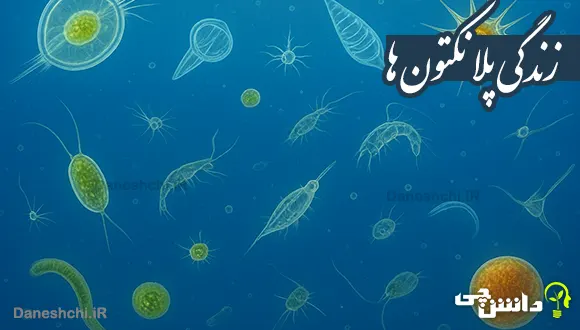 تحقیق در مورد زندگی پلانکتون ها