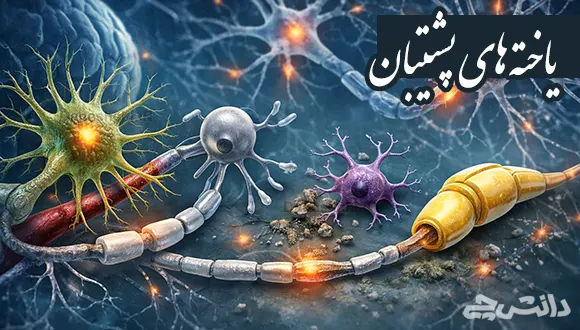 تحقیق در مورد یاخته های پشتیبان و وظایفشان