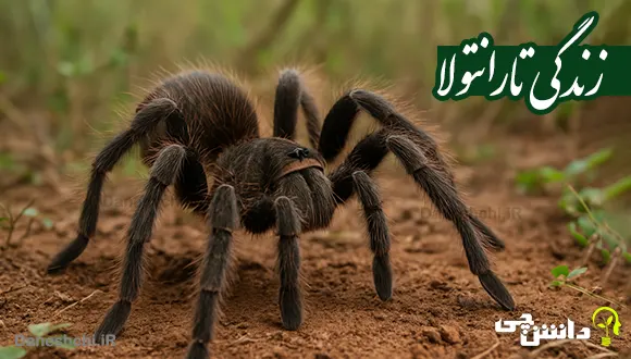 تحقیق در مورد زندگی تارانتولا