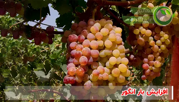 روشهای افزایش باردهی انگور | نکات طلایی برای برداشت بیشتر