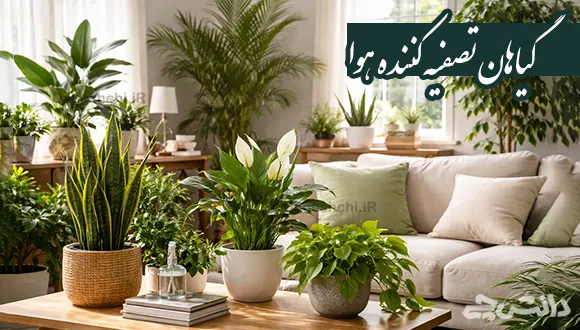 کدام گیاهان میتوانند آلاینده های داخل محیط را حذف کنند؟