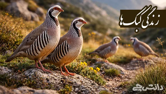 تحقیق در مورد زندگی کبک ها