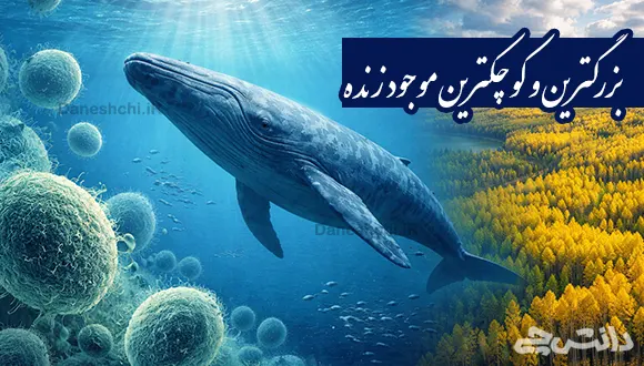 تحقیق در مورد بزرگترین و کوچکترین موجود زنده