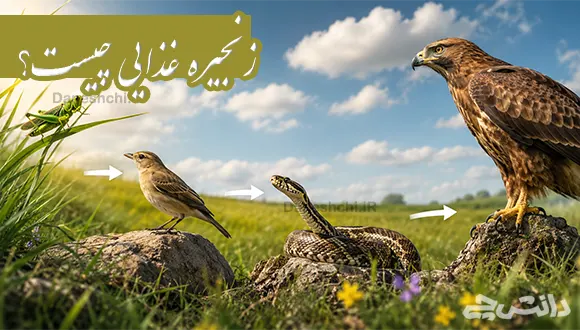 زنجیره غذایی چیست؟ و انواع آن