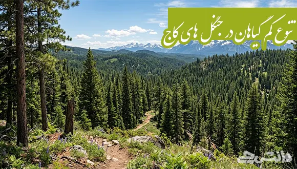 چرا تنوع گیاهان در جنگل های کاج کم است؟