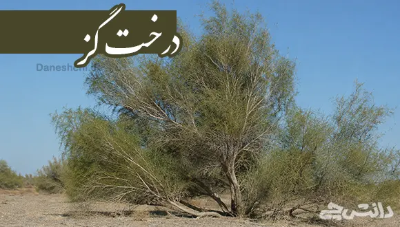 تحقیق در مورد درخت گز
