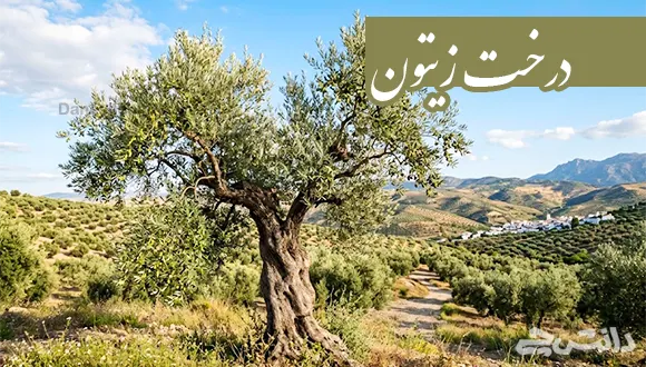 تحقیق در مورد درخت زیتون