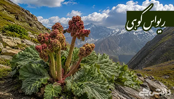 ریواس کوهی چیست و چه خواصی دارد؟