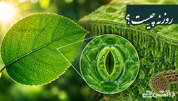روزنه چیست و چه کاری در گیاه انجام می دهد؟