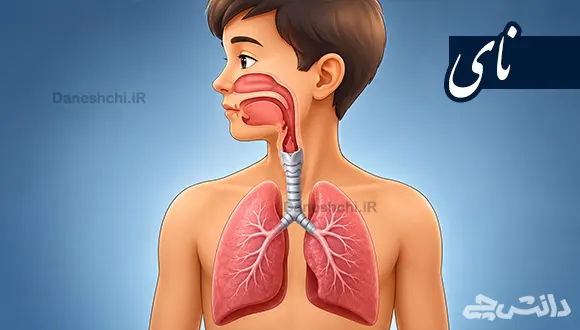 تحقیق در مورد نای