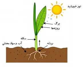 جواب فعالیت صفحه 104 علوم پنجم