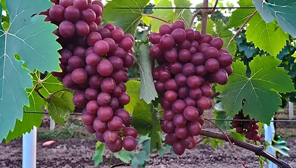 صادرات نهال انگور به ترکمنستان
