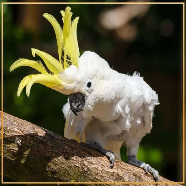 طوطی های کاسکو